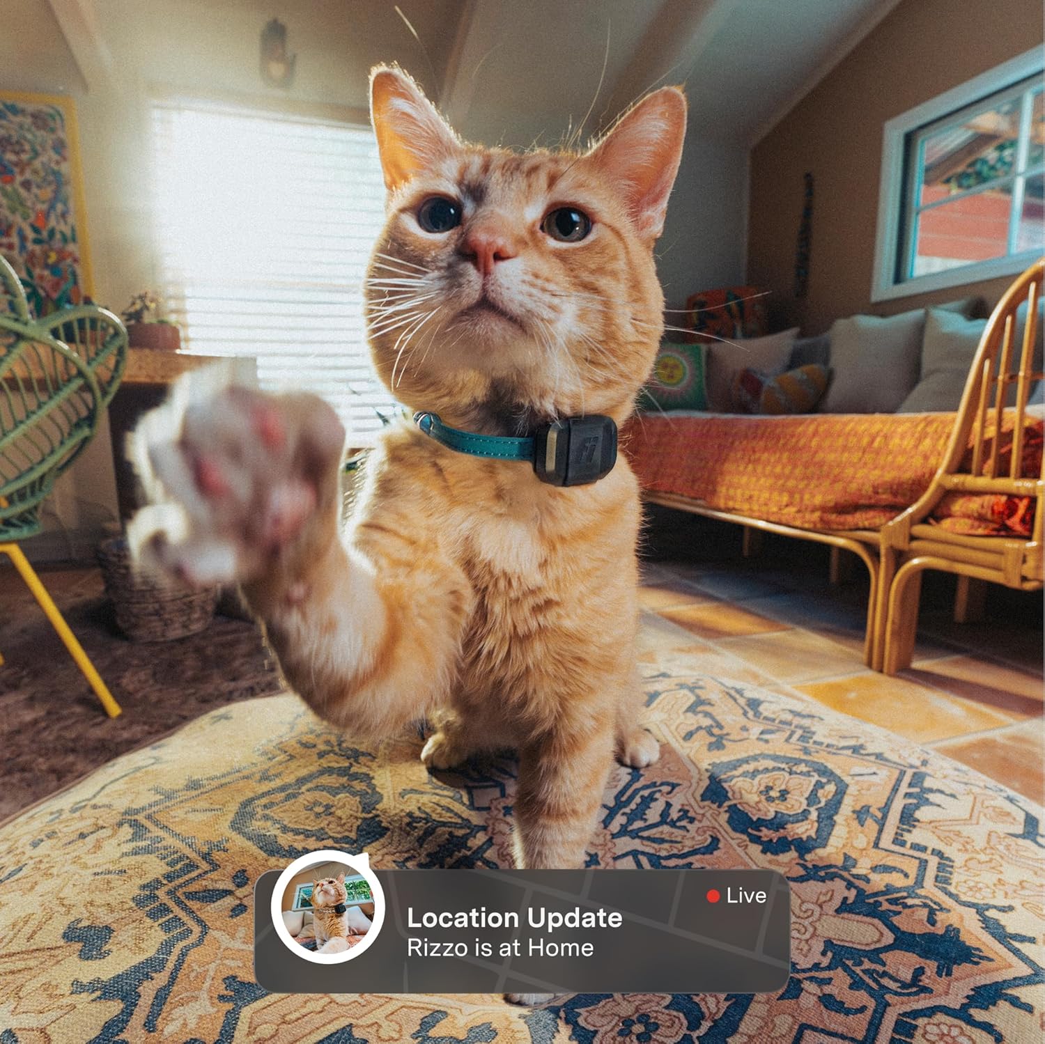 The Best GPS Pet Trackers for Cats and Dogs in 2026
